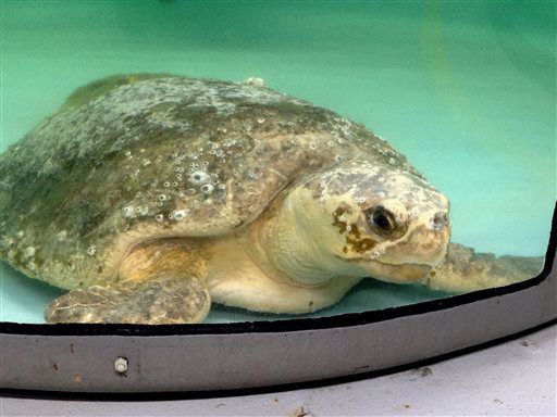 Loggerhead sea turtle